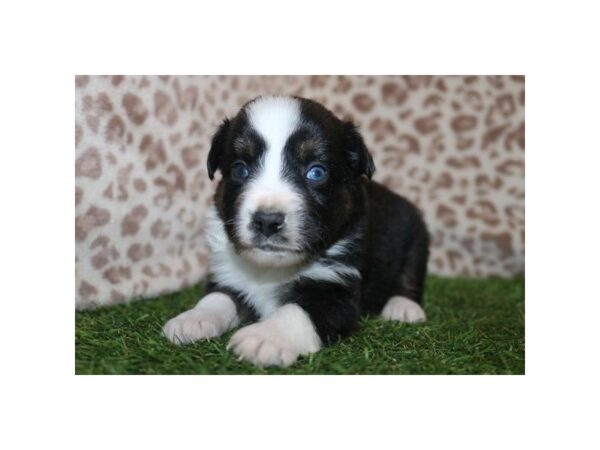 Miniature Australian Shepherd – 1032