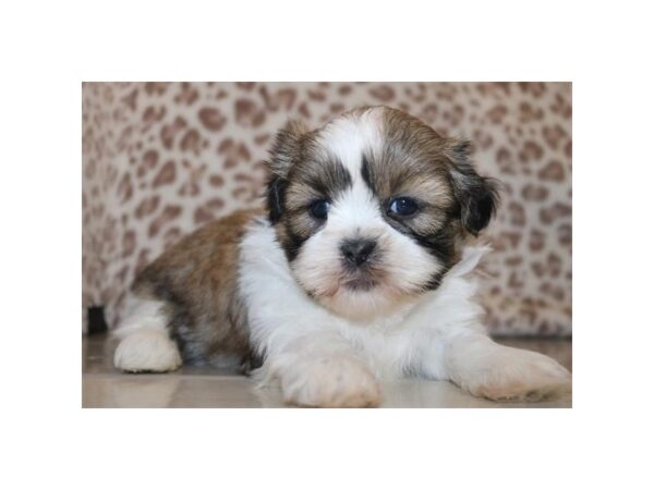 Shih Tzu – 1049