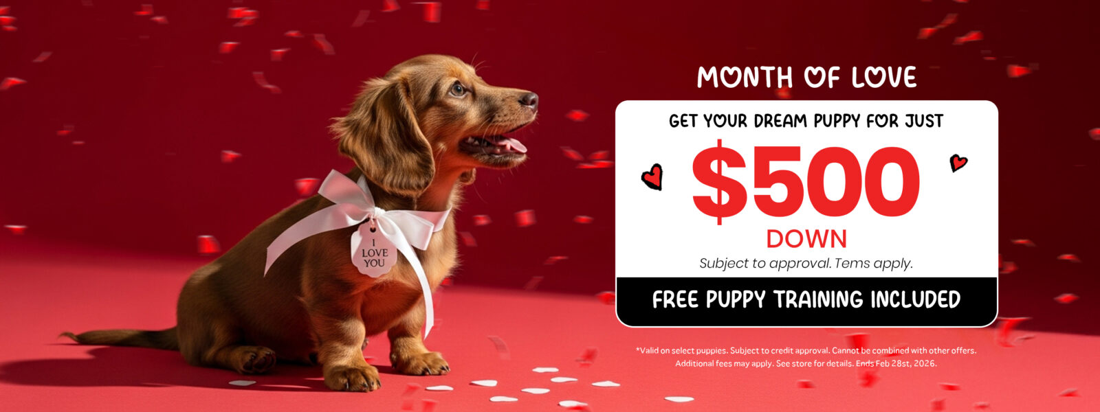 Silky Terrier Banner